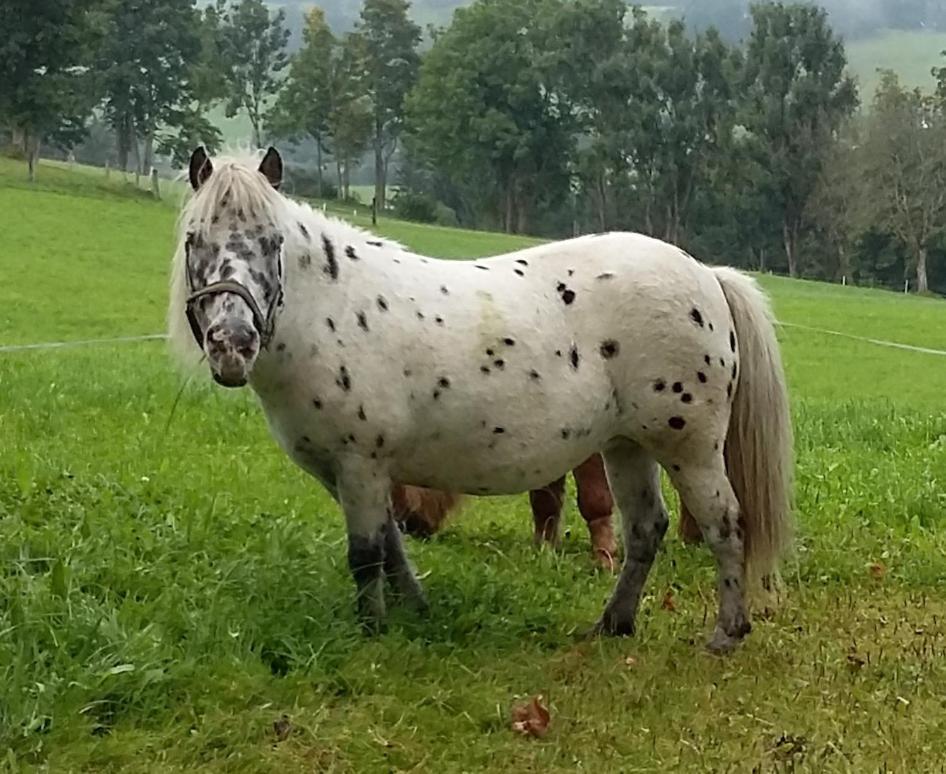 Oberhaslinghof *