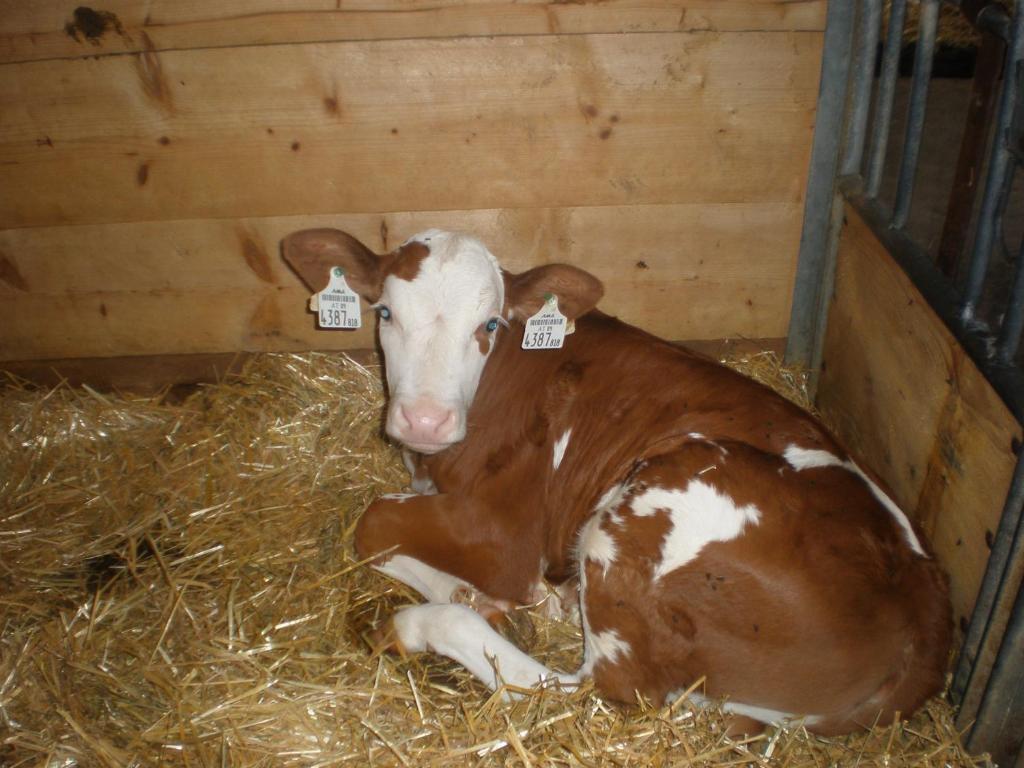 Séjour à la ferme Oberhaslinghof